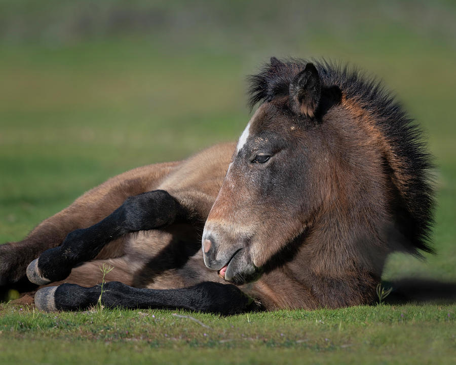 A Filly Awakes. Photograph by Paul Martin
