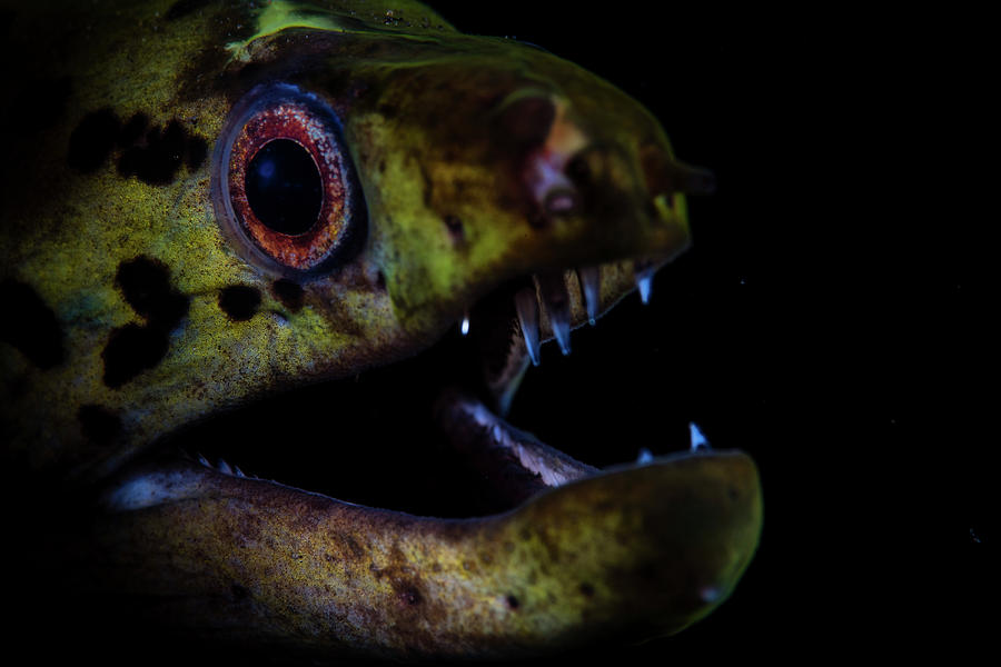 moray eel jaws