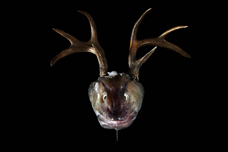 A Fish Head With Antlers In Front Of A Black Background Photograph by Misha Vetter