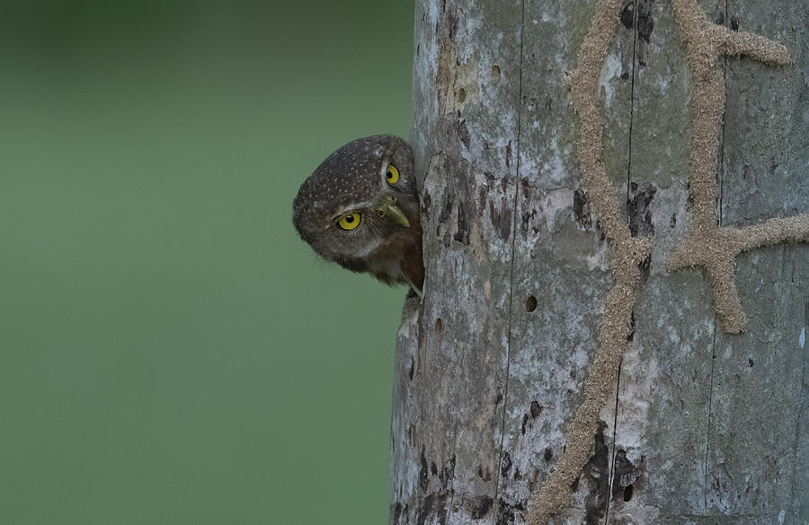 A Fist Sized Owl In A Tree Hole Photograph by Betty Liu