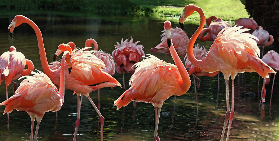 A Flamboyance Of Tropical Flamingos Photograph by HH Photography of Florida