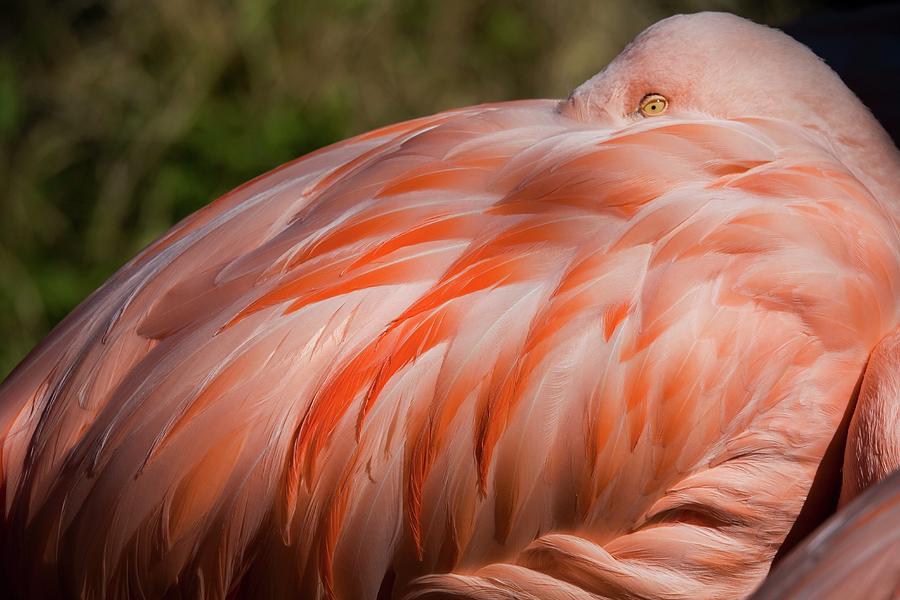 A Flamingo Photograph by Sean Russell