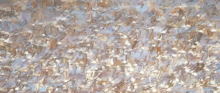 A Fling of Sandpipers Photograph by Tracy Munson
