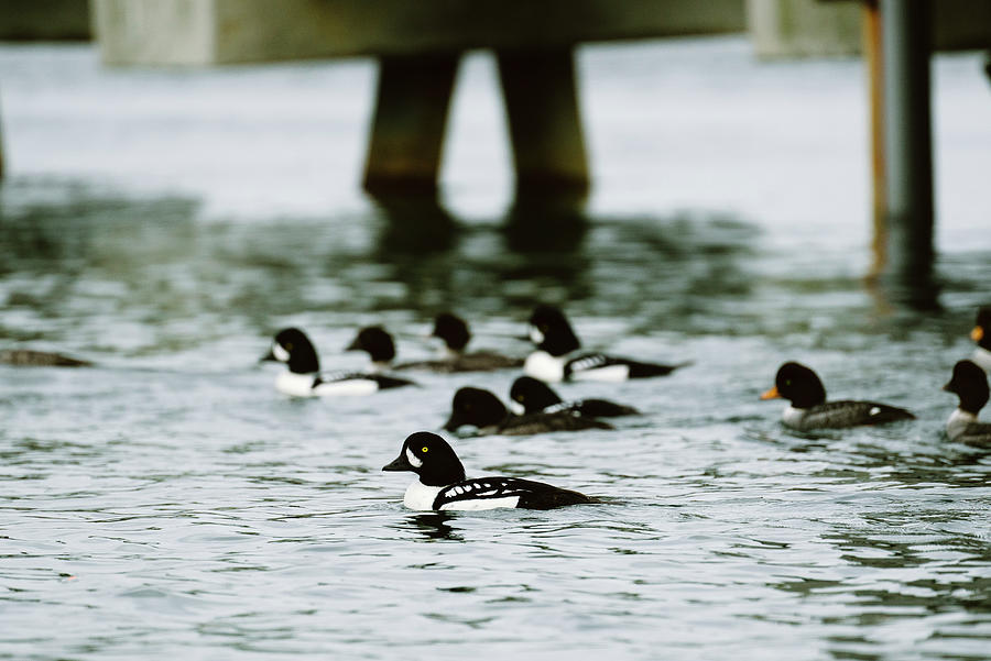 Goldeneye Photograph - A Flock Of Barrows Goldeneye Ducks Swimming Together On The Water by Cavan Images