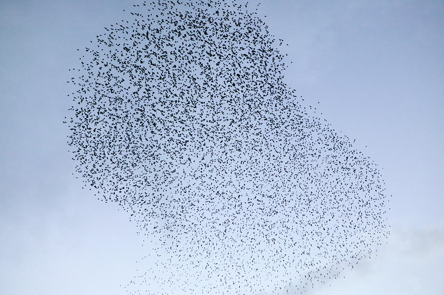 A Flock Of Birds Over Rome Photograph by Julio Lopez Saguar