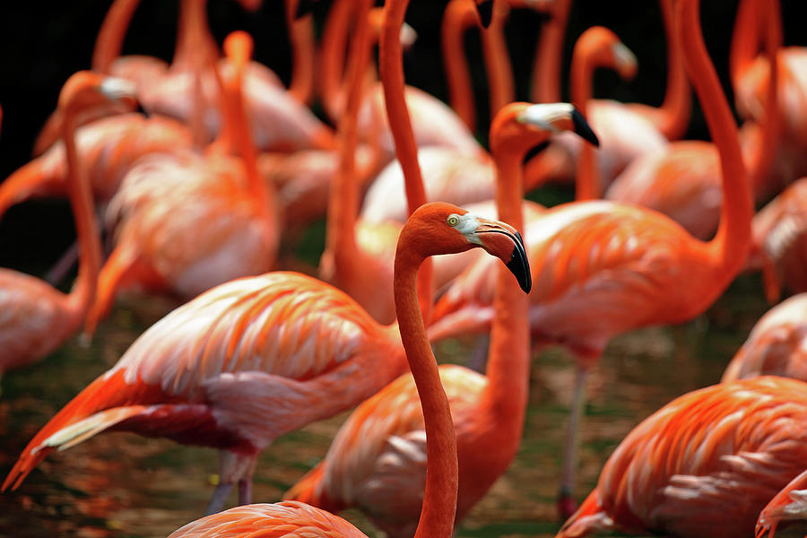 A Flock Of Flamingo Gathering Photograph by Ali Trisno Pranoto
