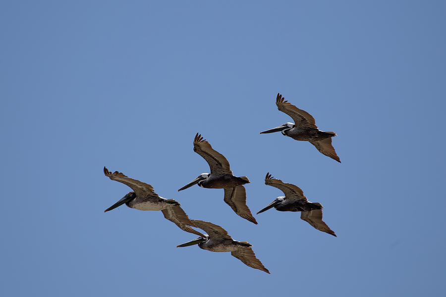 A Flock of Pelicans 14 Photograph by David Stasiak