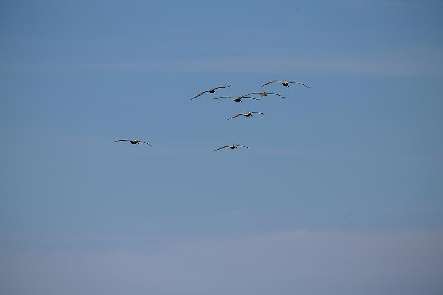 A Flock Of Pelicans 8 Photograph