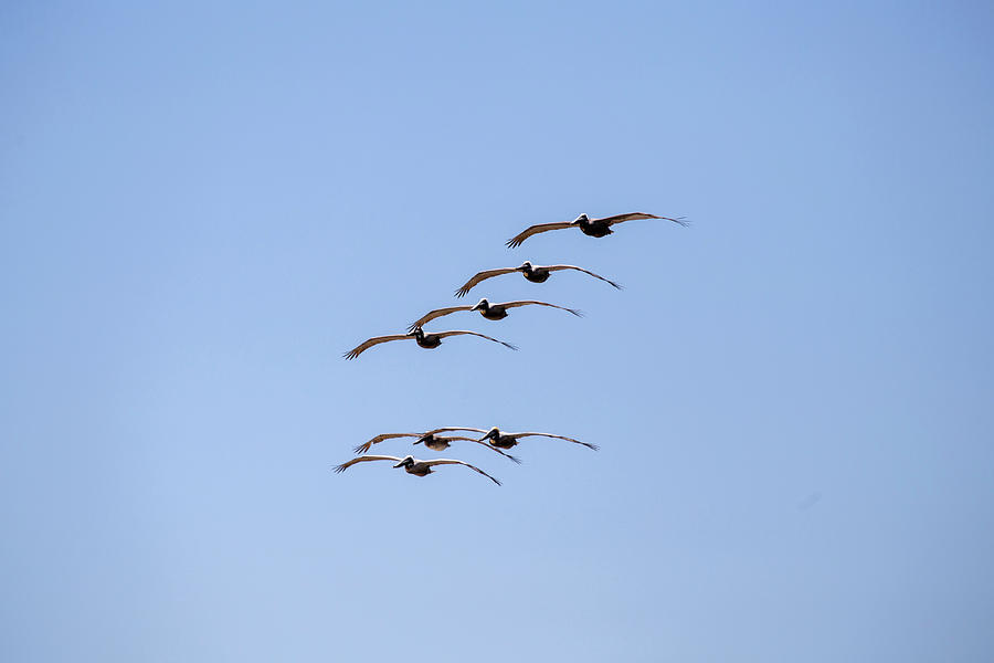 A Flock of Pelicans by David Stasiak A Flock of Pelicans by David Stasiak