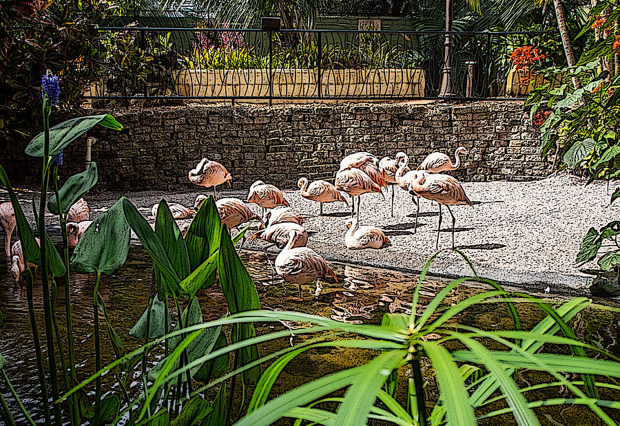 A Flock of Pink Flamingos Photograph by L Bosco