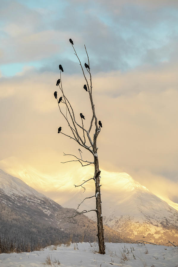 Nature Photograph - A Flock Of Ravens Perched In An Old by Doug Lindstrand