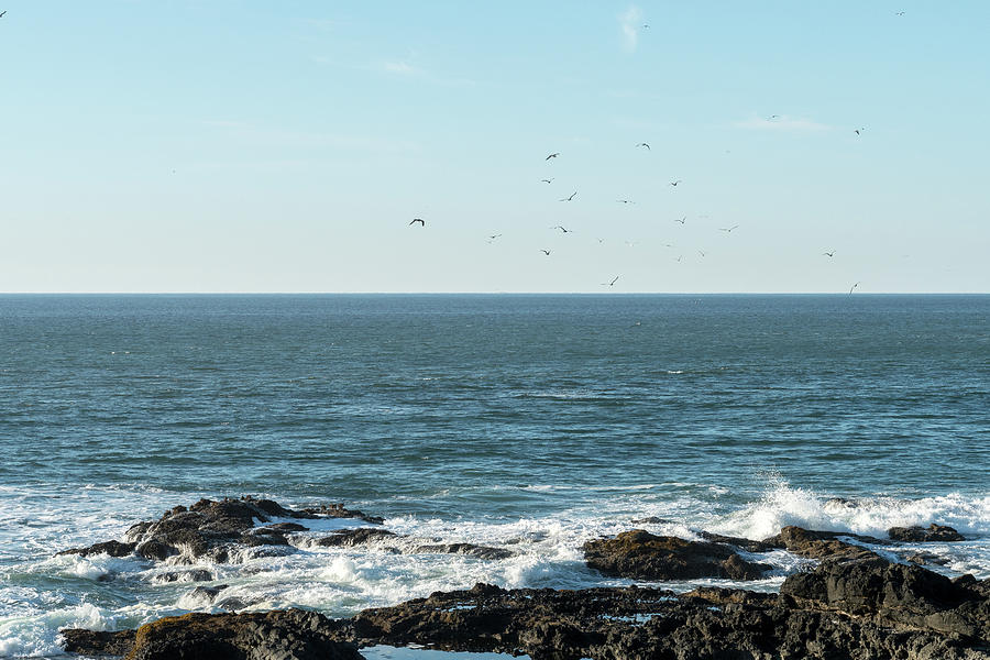 A Flock Of Seagulls Flies Over The Water In Search Of Fish In Cape Perpetua Scenic Area, Oregon, Usa Photograph