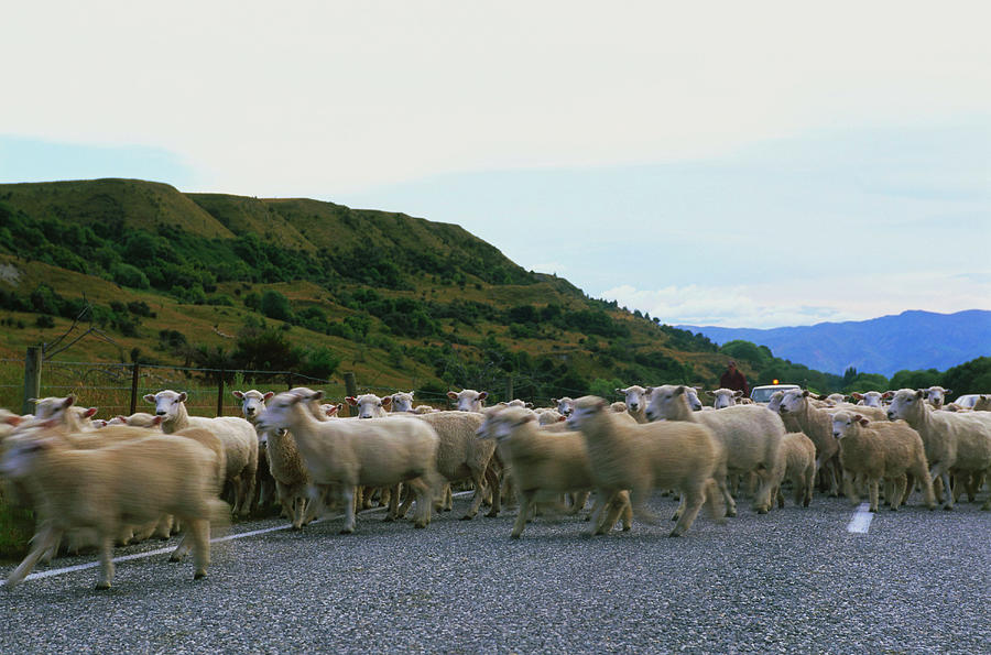 A Flock Of Sheep, Crown Range Saddle, Mountain Pass, Cardrona, South Island, New Zealand Photograph by Annie Engel