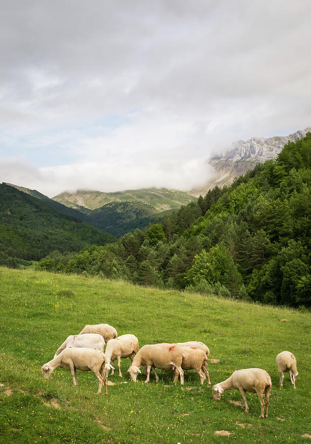 A Flock Of Sheep Photograph by Henrique Feliciano Photography