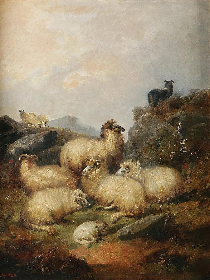 Sheep Painting - A Flock Of Sheep In The Scottish Highlands by Alfred Morris