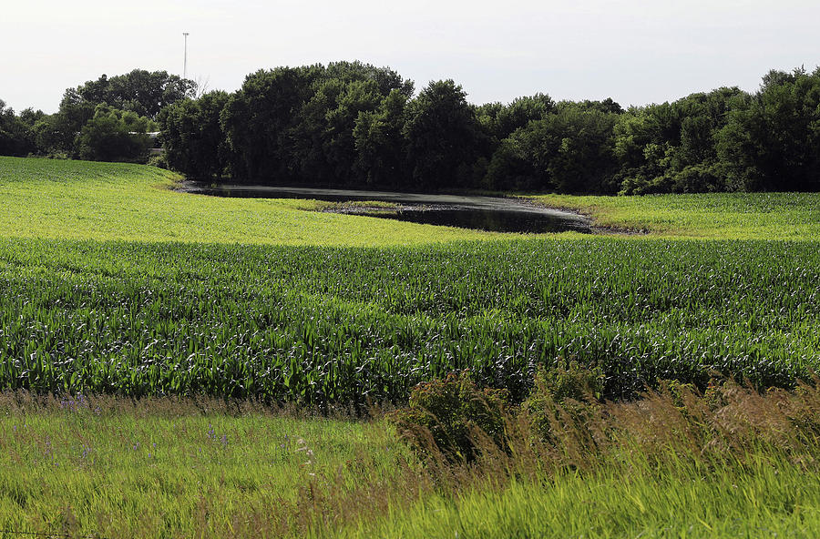 A Flooded Corn Field Near Grand Photograph by Scott Morgan - Fine Art ...