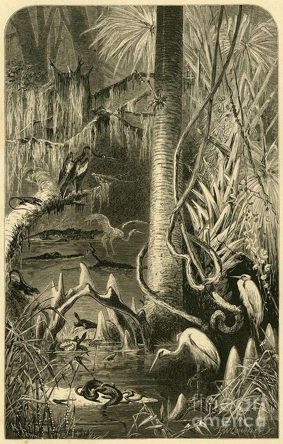 A Florida Swamp Drawing by Print Collector
