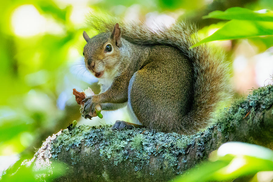 Nature Photograph - A Flower Picking Squirrel by Anchor Lee