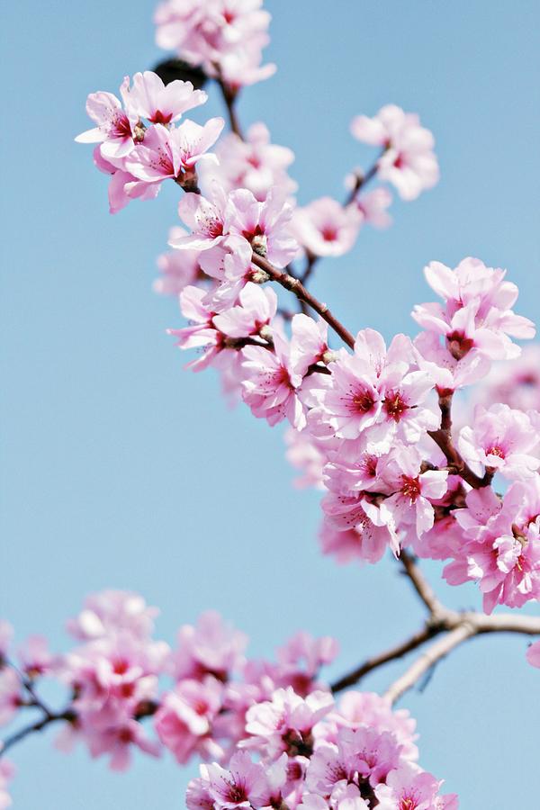 A Flowering Sprig Of Almond Blossom Against A Blue Sky Photograph by Alexandra Panella