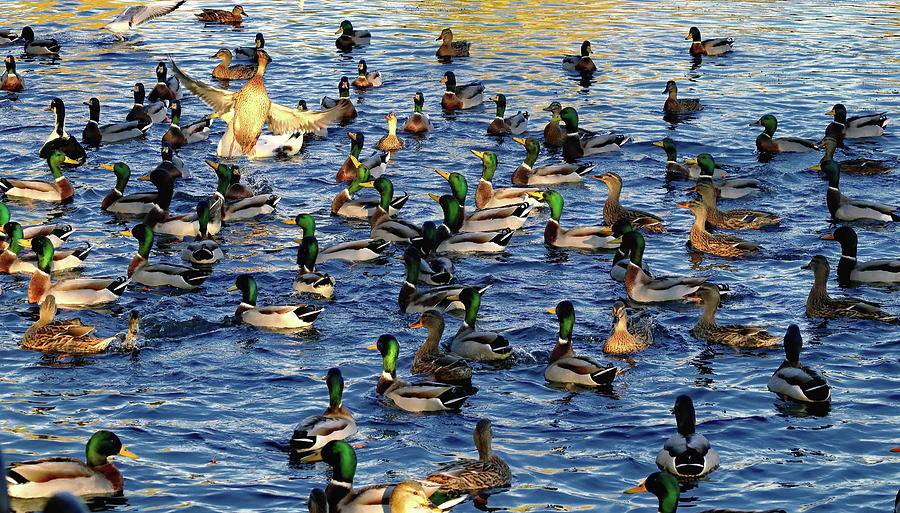 A Flush Of Ducks Photograph by Jeff Townsend