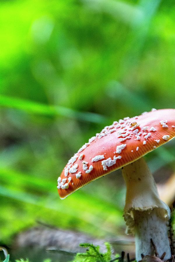 A Fly Agaric In A Forest Photograph by Chris Schfer