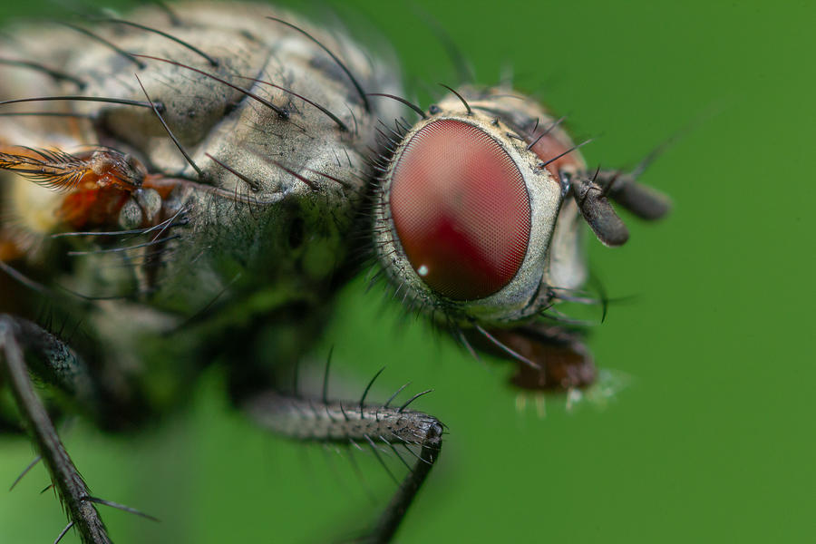 A Fly On Green Photograph by Andrey Kotov