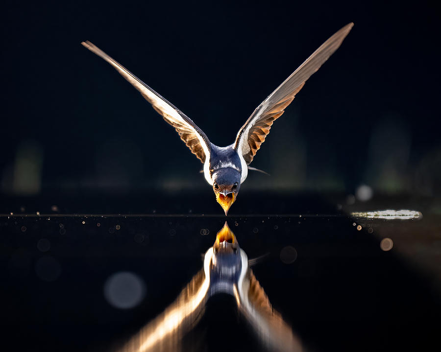 Swallow Photograph - A Flying Swallow For Water by Chao Feng ??