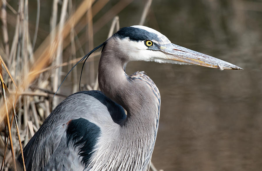 A Focused Heron Photograph by Rose Guinther