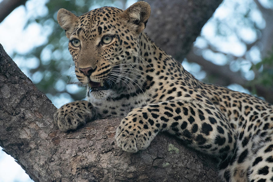 A Focused Leopard Photograph by Mark Hunter