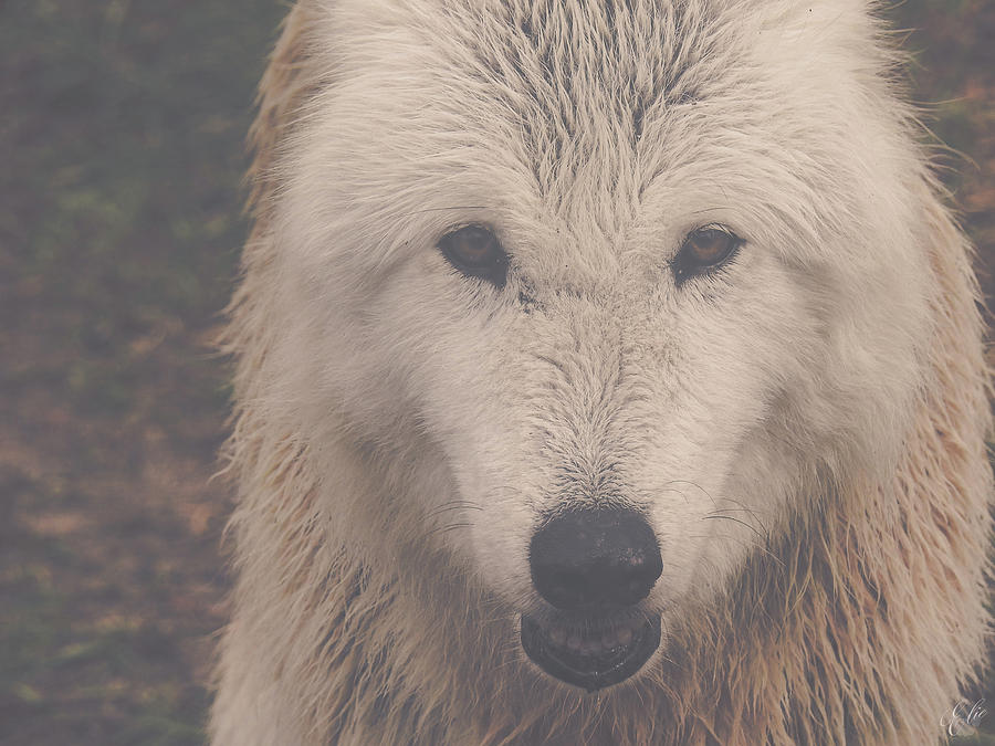 A FOGGY DAY IN FLORIDA by Elie Wolf A FOGGY DAY IN FLORIDA by Elie Wolf