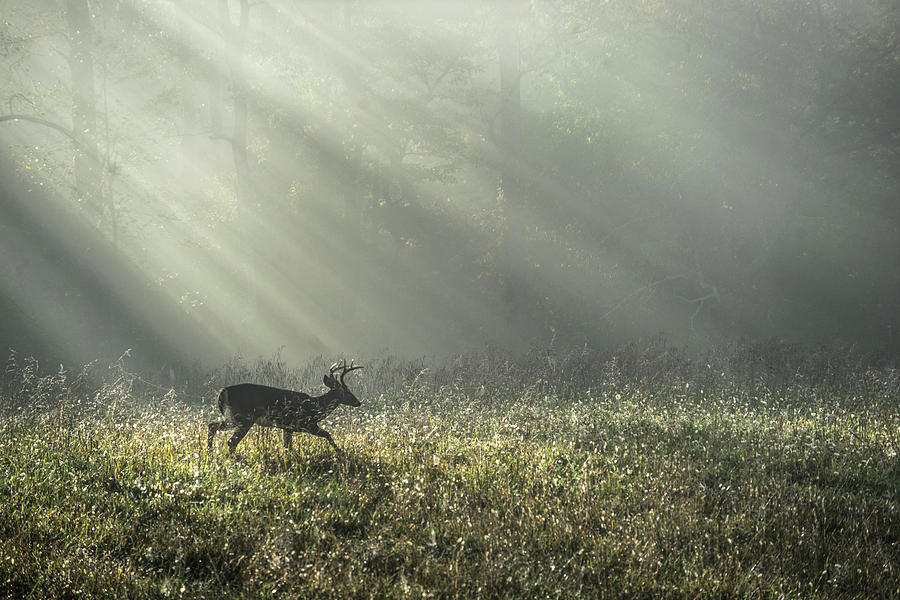 Smoky Mountains National Park Photograph - A foggy morning in Great Smoky Mountains National Park by Jason Sponseller Smoky Mountains National Park Photograph - A foggy morning in Great Smoky Mountains National Park by Jason Sponseller