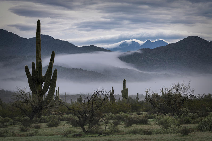 A Foggy Sonoran Morning Part II  Photograph by Saija Lehtonen