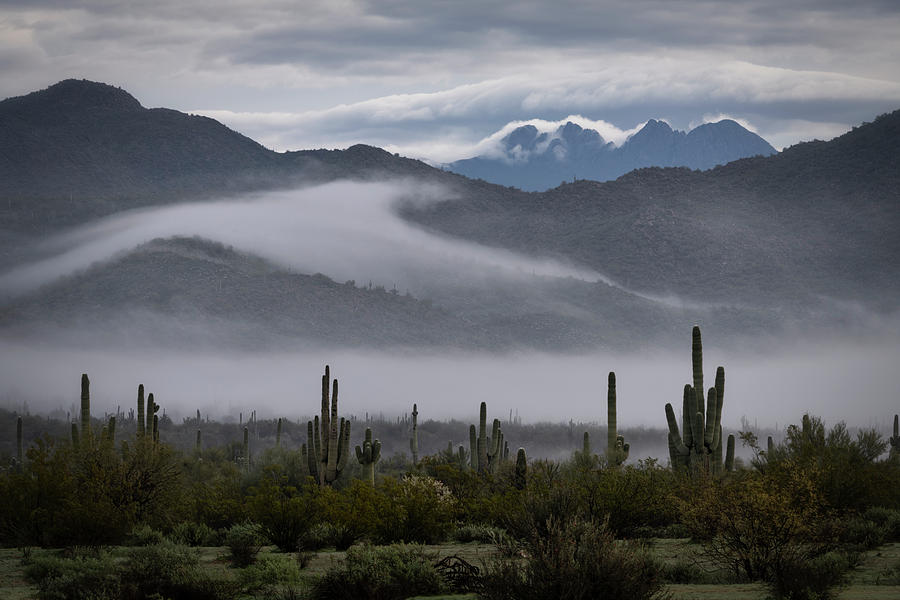A Foggy Sonoran Morning  Photograph by Saija Lehtonen