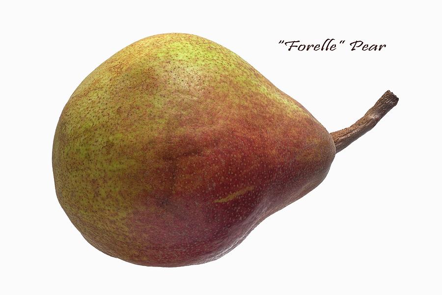 A Forelle Pear On A White Surface Photograph by Dr. Martin Baumgrtner
