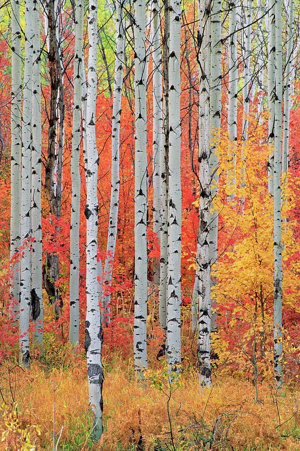 A Forest Of Aspen And Maple Trees In Photograph by Mint Images - David Schultz