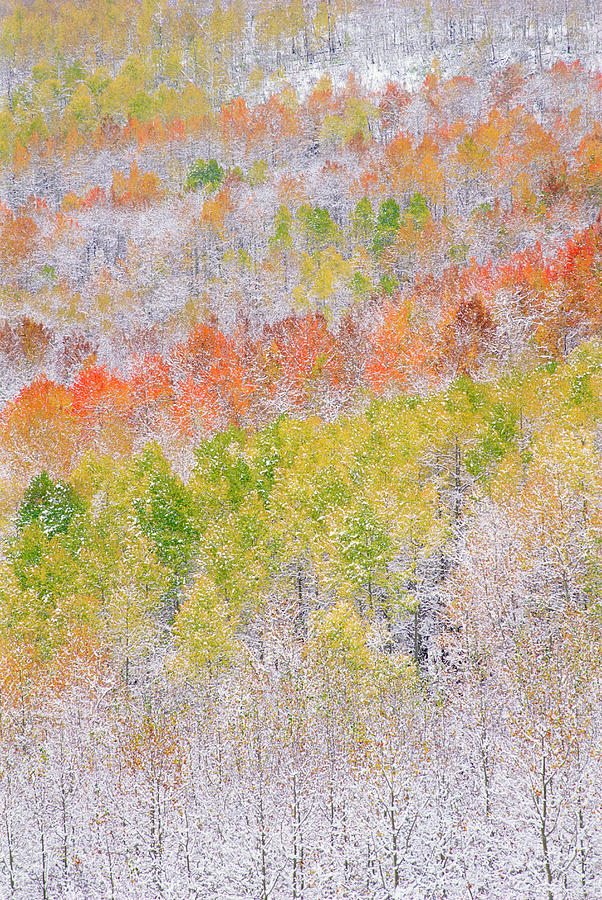 A Forest Of Aspen Trees In The Wasatch Photograph by Mint Images - David Schultz