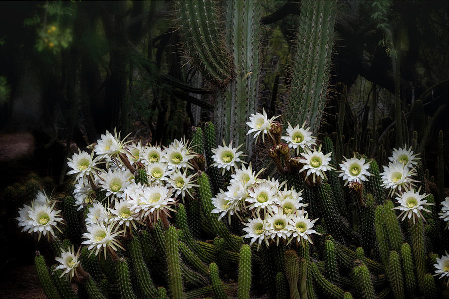 A Forest Of Cacti Photograph by Saija Lehtonen