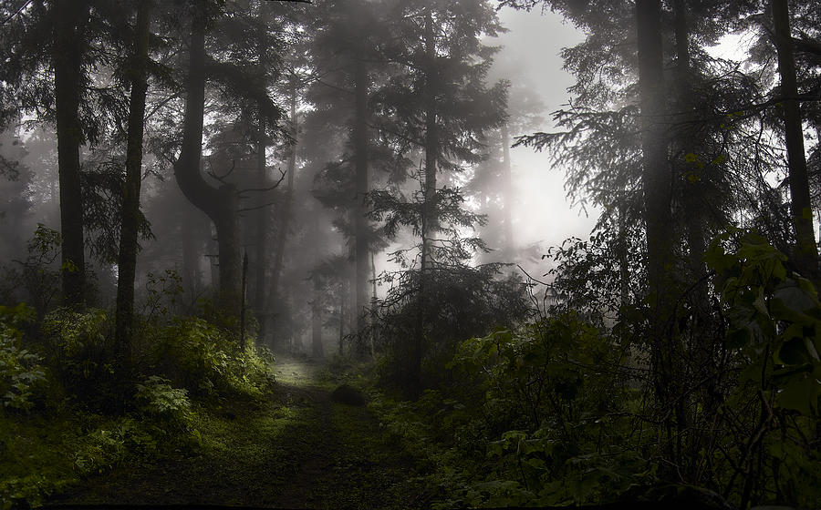 Nature Photograph - A Forest Of Mystery by Ignacio Arcas