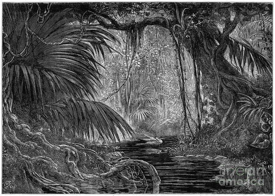 A Forest Scene In Peru, 1877 Drawing by Print Collector