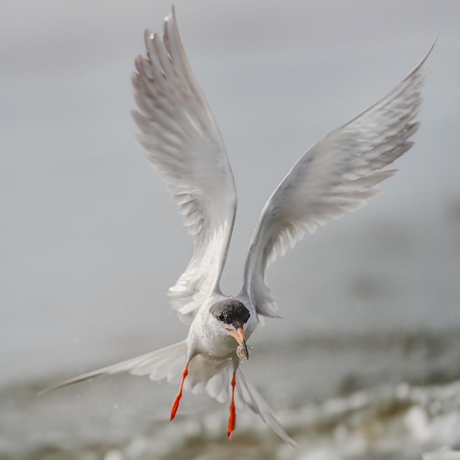 Bird Photograph - A Foster\s Tern Catching A Fish by Jinchao Lyu