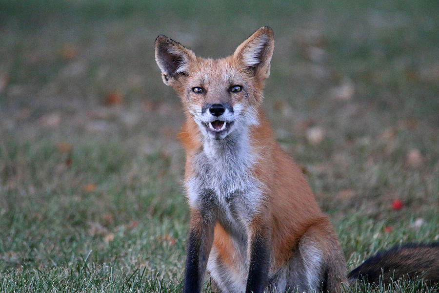 smile of the fox