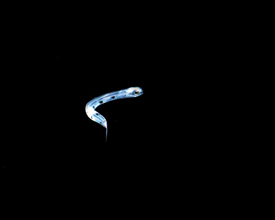 A Free Swimming Snakefish Larva Photograph by Brent Barnes