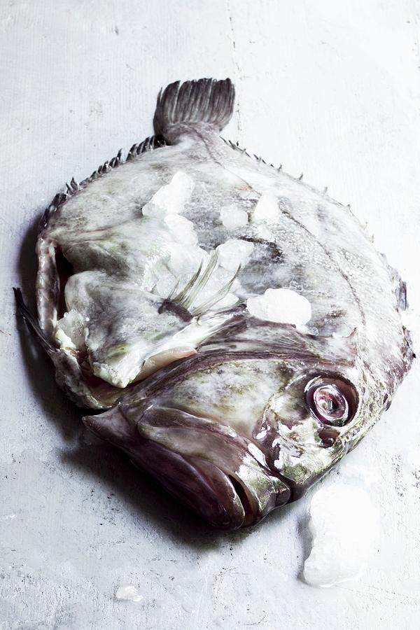 A Fresh John Dory Fish Photograph by Charlotte Von Elm