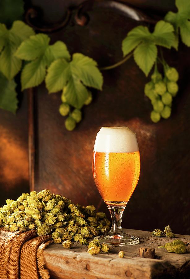 A Freshly Drawn Beer In A Glass On A Wooden Bench With Hops And Hops Vines Against A Brown Wooden Wall Photograph by Julian Winkhaus