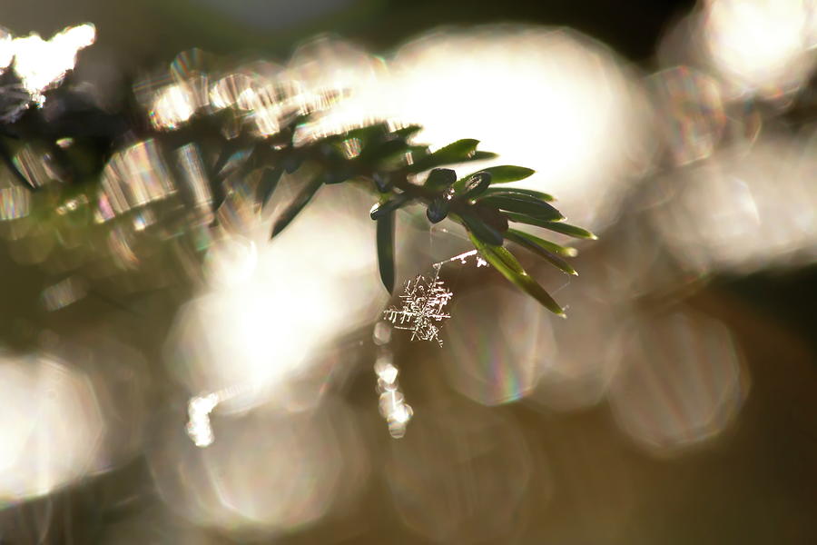 A freshly fallen snowflake is hanging on a fir twig Photograph by Intensivelight