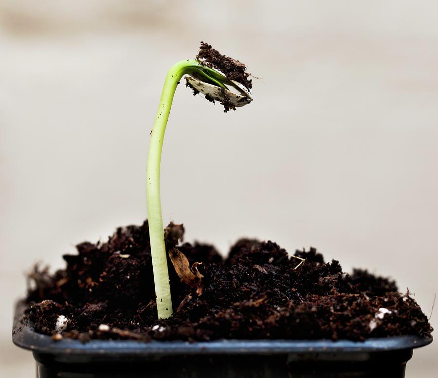 A Freshly Sprouted Sunflower Seedling Photograph by Lowe, Cath
