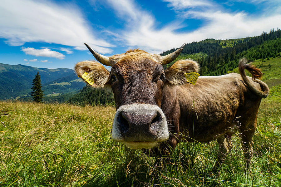 A Funny Cow Seen In Maramures Mountains, Romania. Photograph