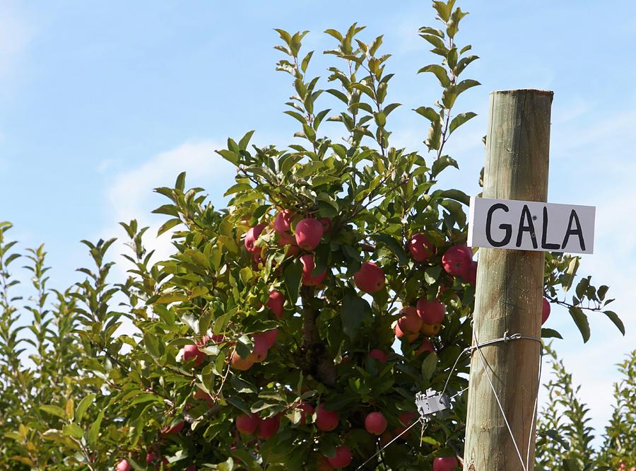 A Gala Apple Tree In An Orchard Photograph by Allison Dinner