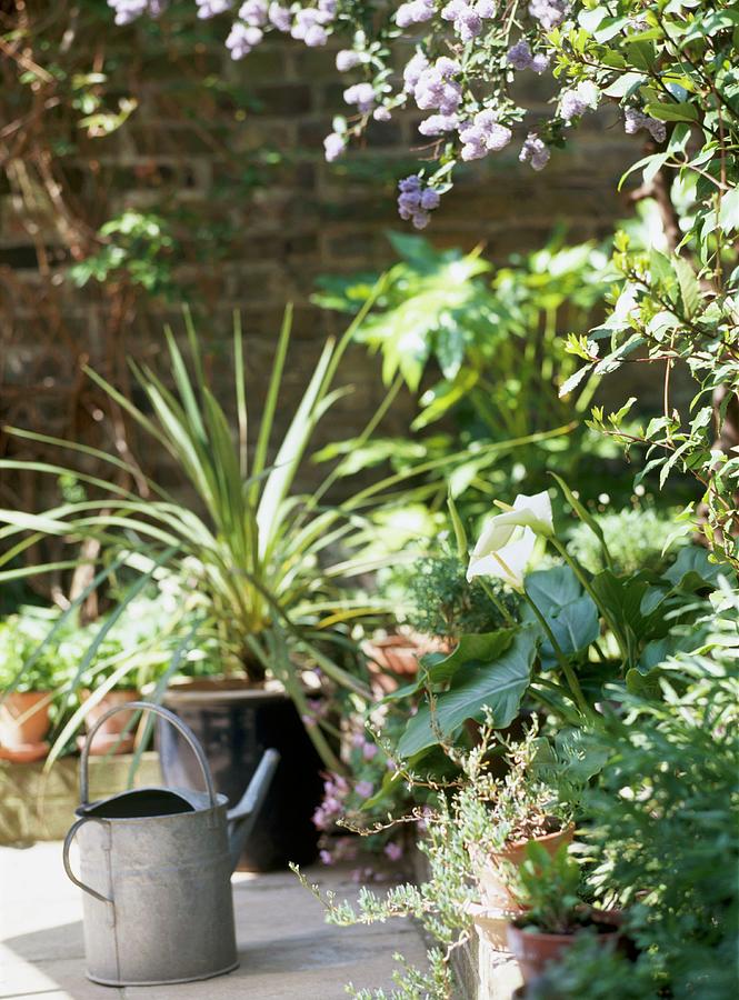 A Garden Detail Showing A Paved Area With Pots And Containers, Steel ...