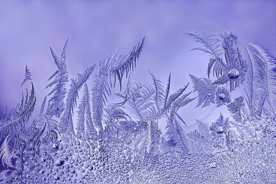 Macro Photograph - A Garden Of Frost by Lucie Gagnon